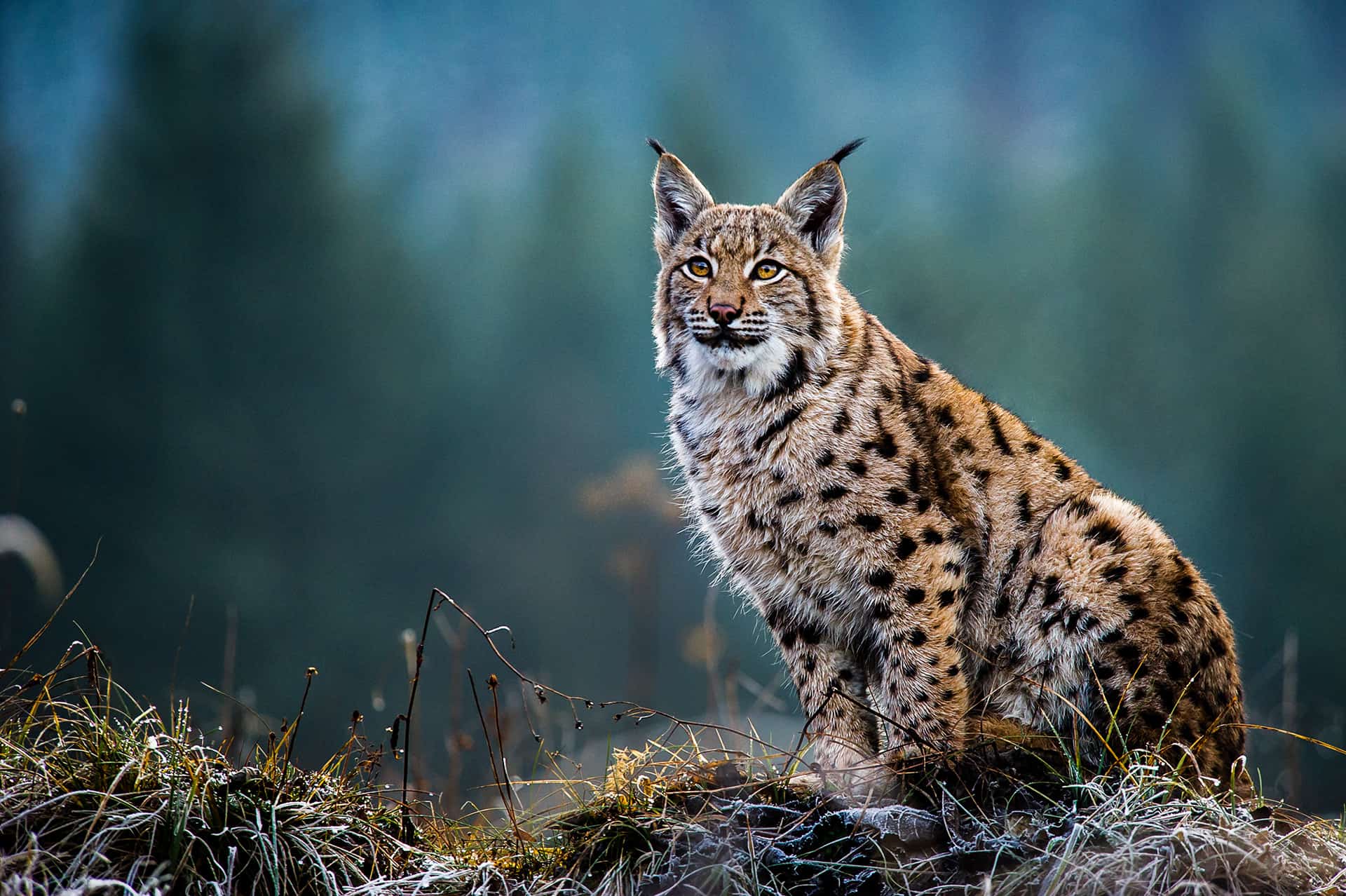 A Eurasian Lynx in the wild sitting on grass cover in frost