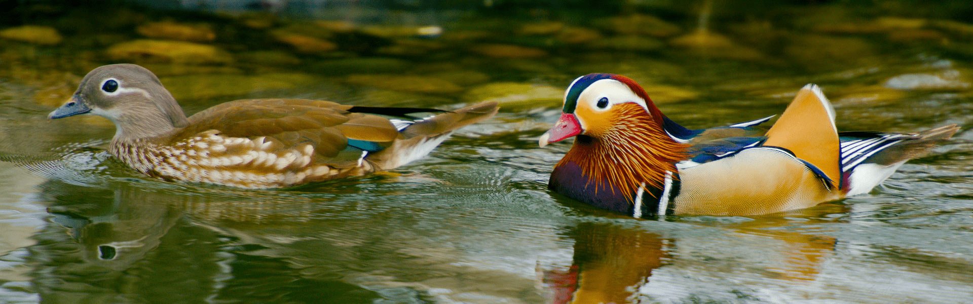 Ducks in water