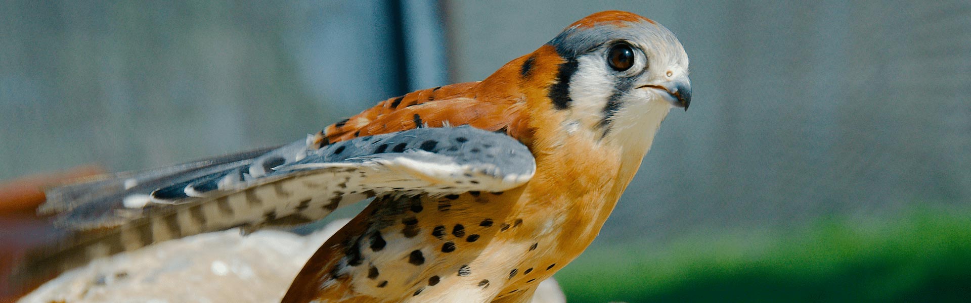 Close up of a bird