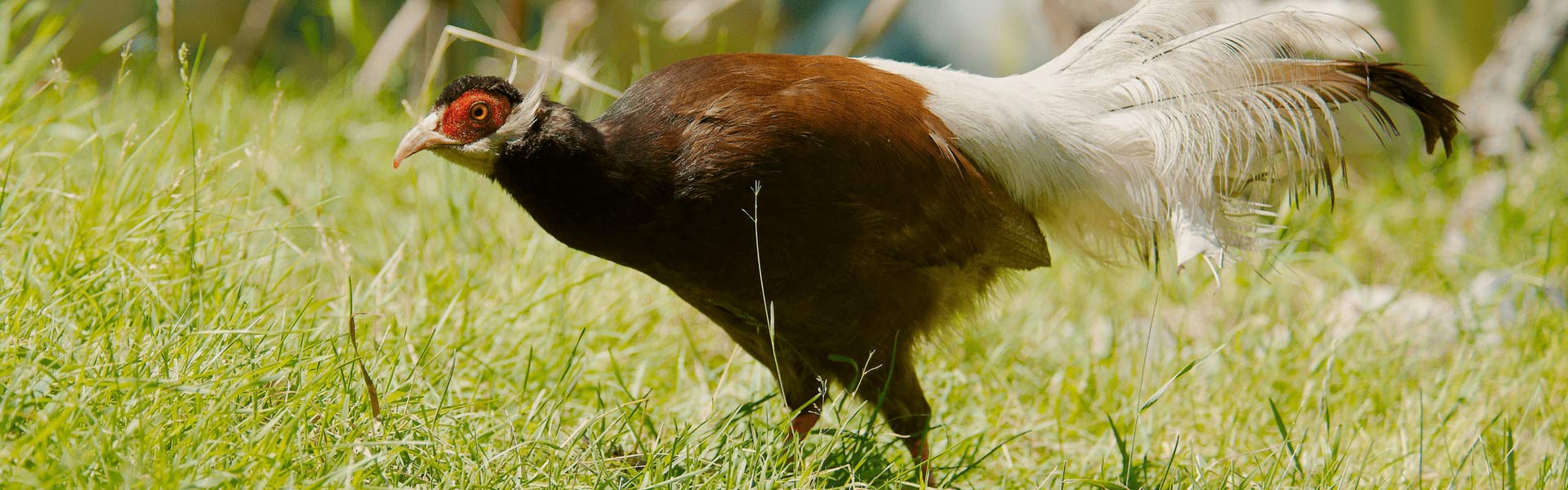 Brown Eared Pheasant walking on grass
