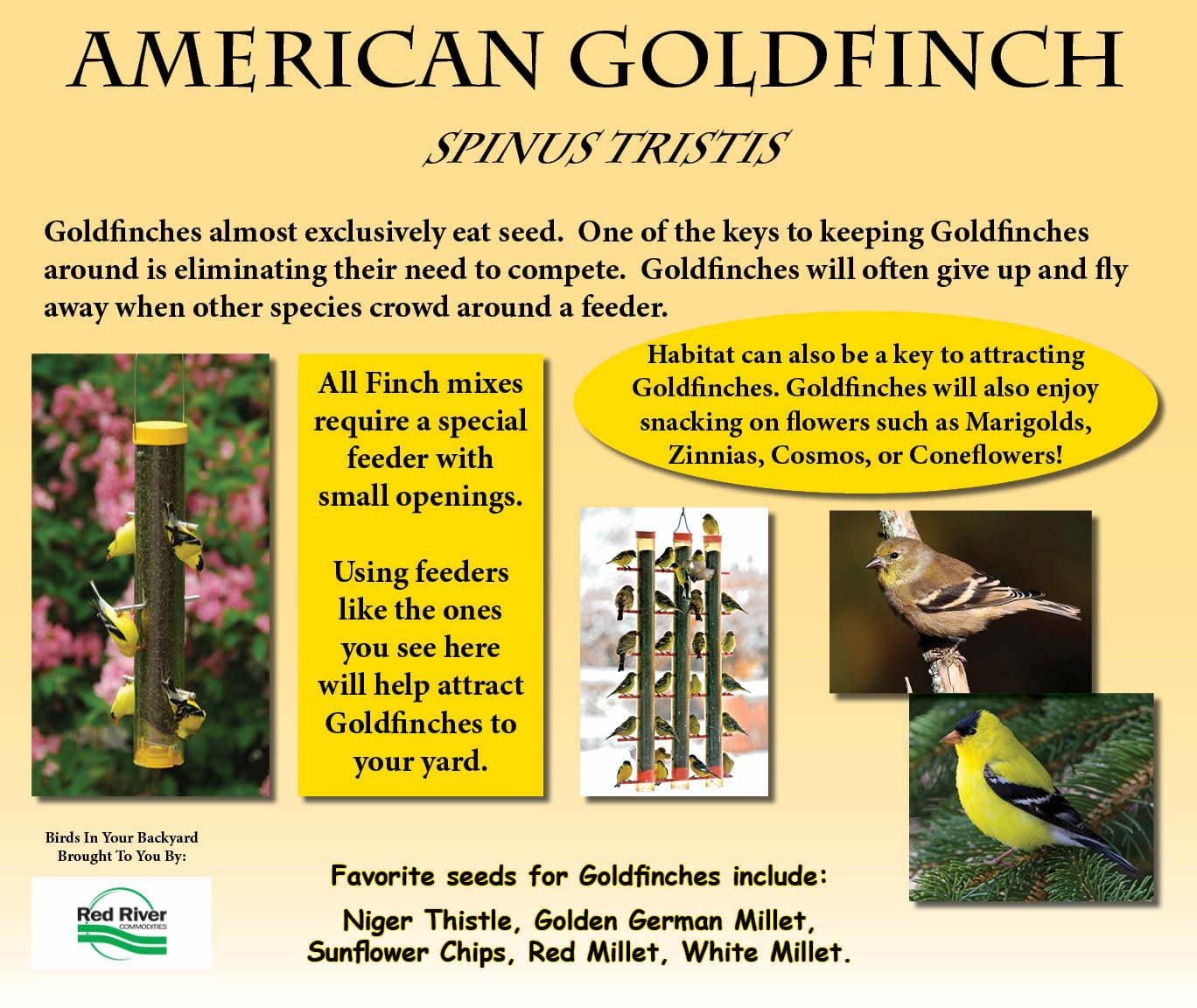 Information about the American Goldfinch