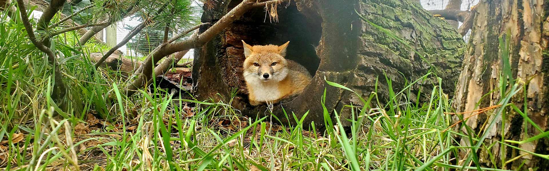 A Swift Fox lying inside a hollowed out log.