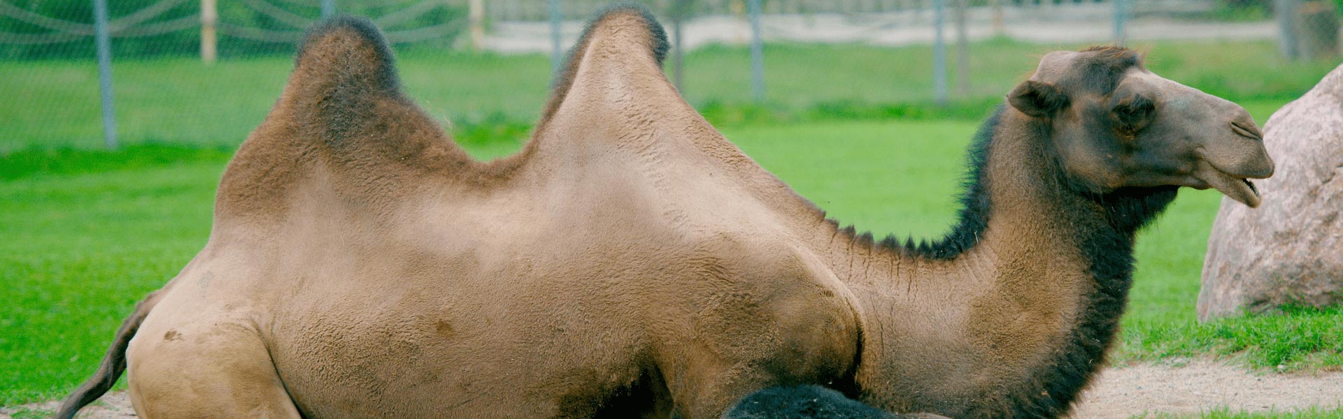 A Bactrian Camel lying down