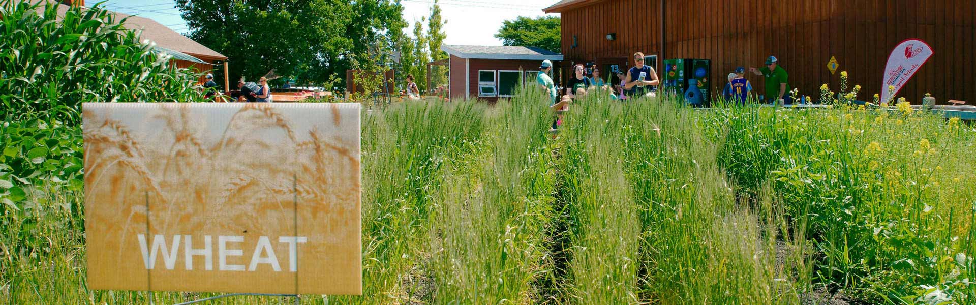 People looking at wheat growing in a field at Red River Zoo