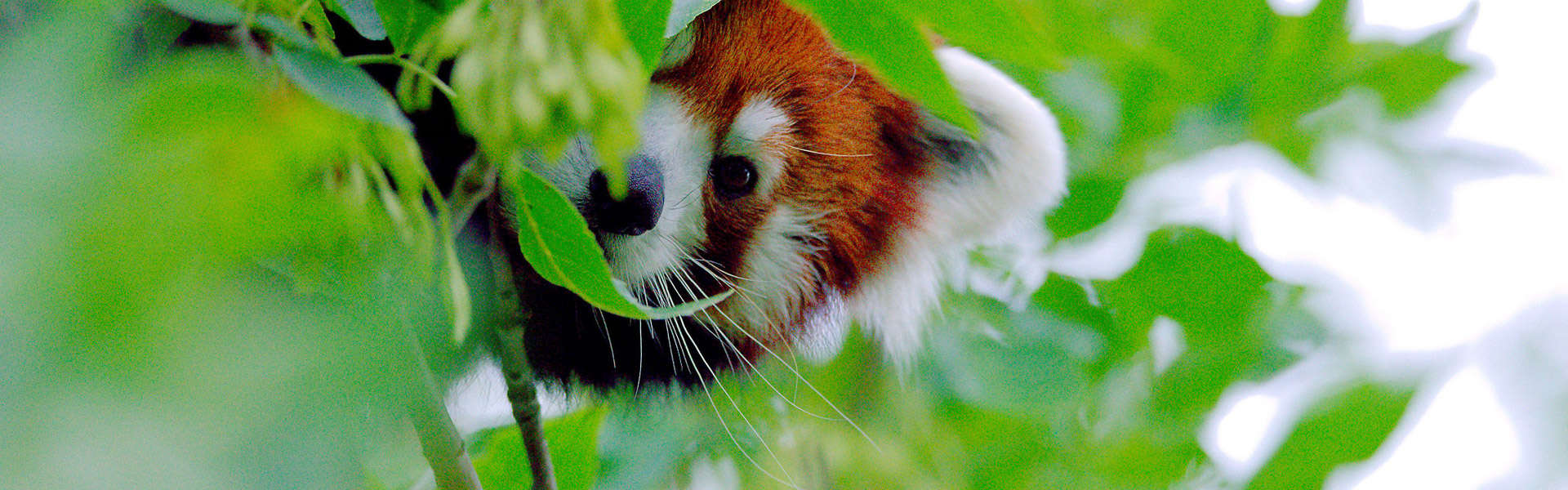 Red Panda in a tree