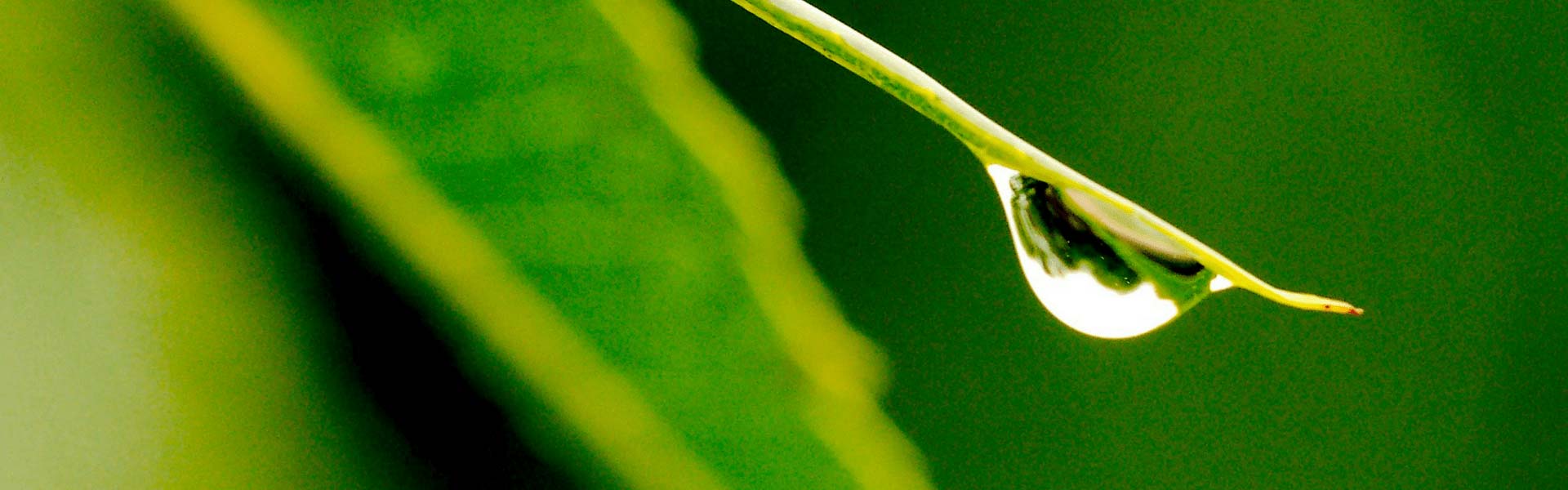Closeup of a water droplet on a blade of grass