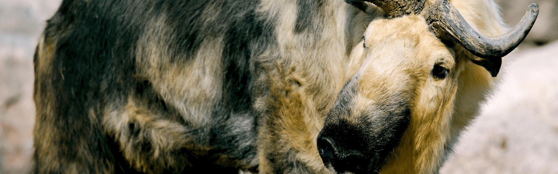 A Sichuan Takin