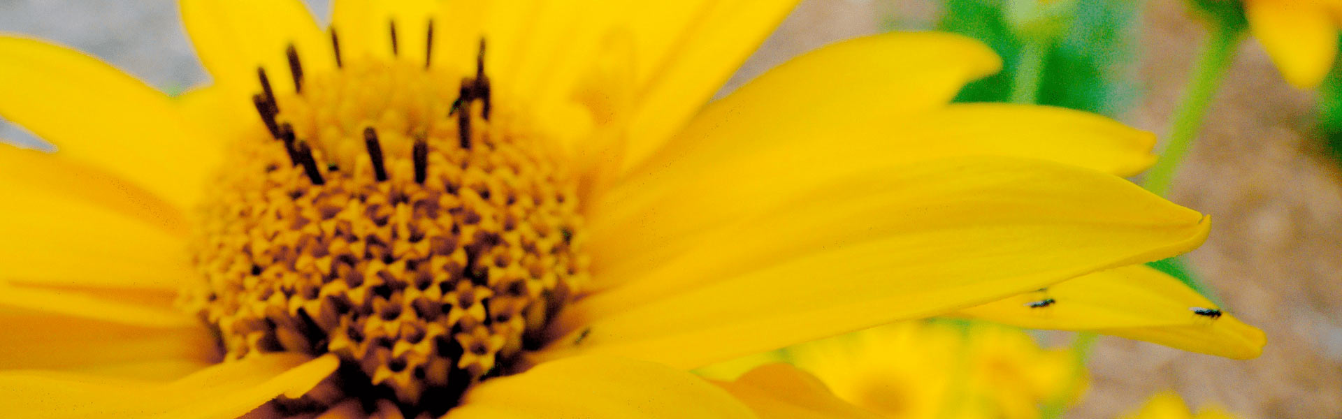 Close up of a sunflower