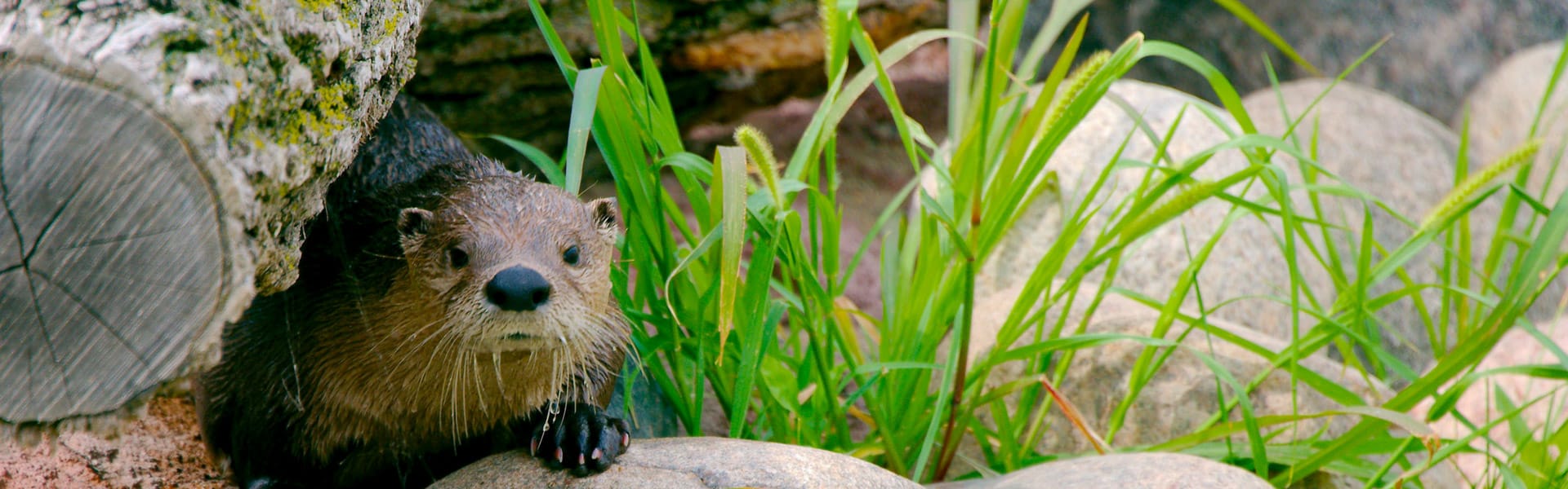 A river otter under a log