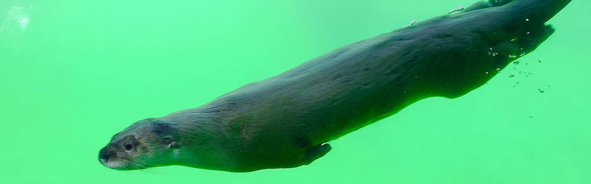 A North American River Otter swimming underwater