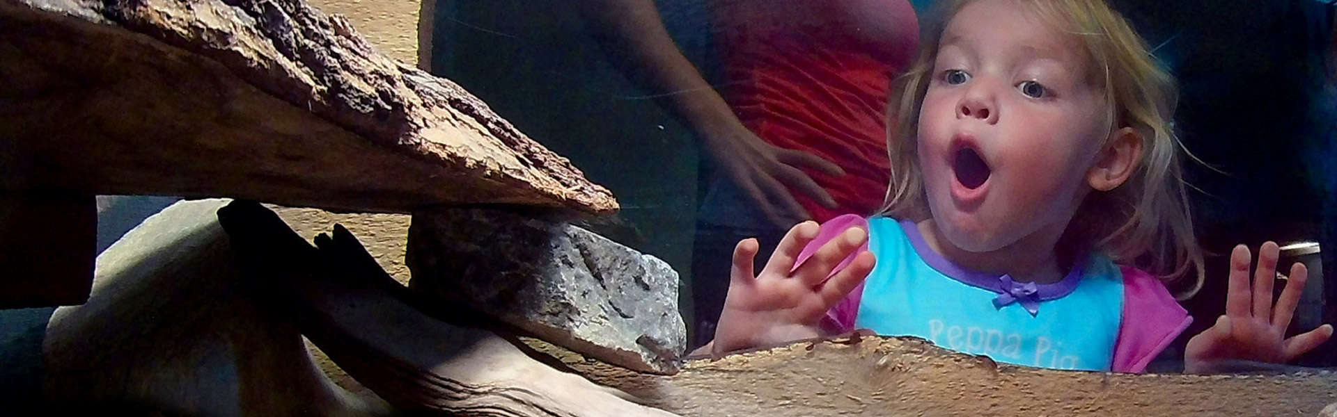 A girl look at an animal display with awe