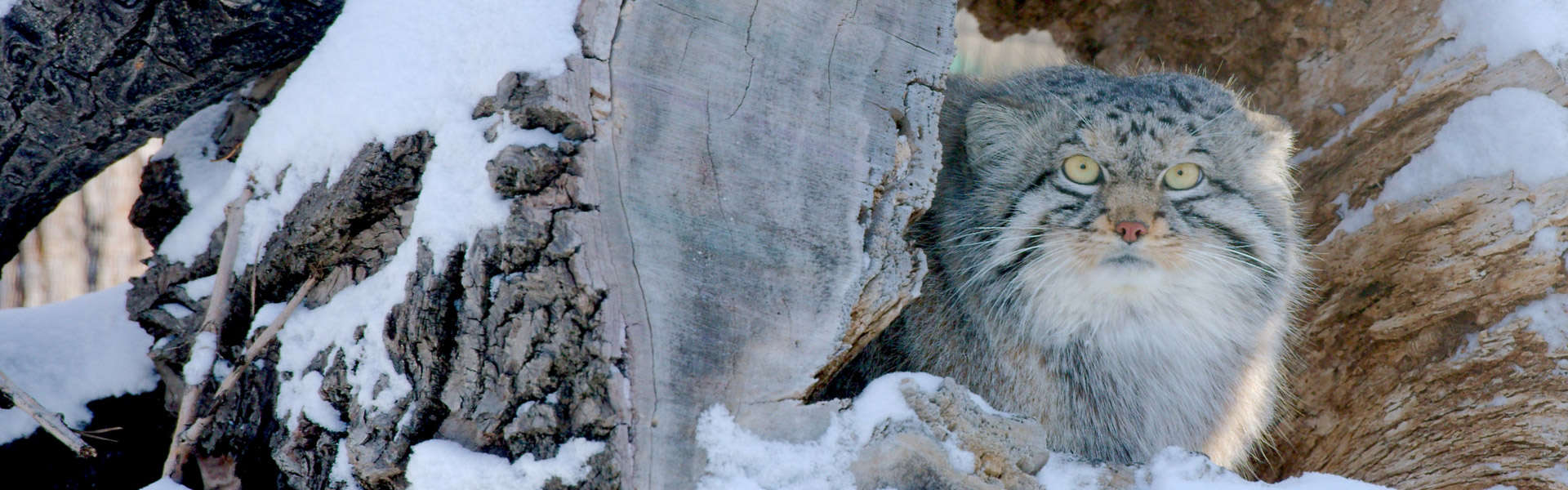 A Pallas Cat inside a snow-covered hollowed out tree