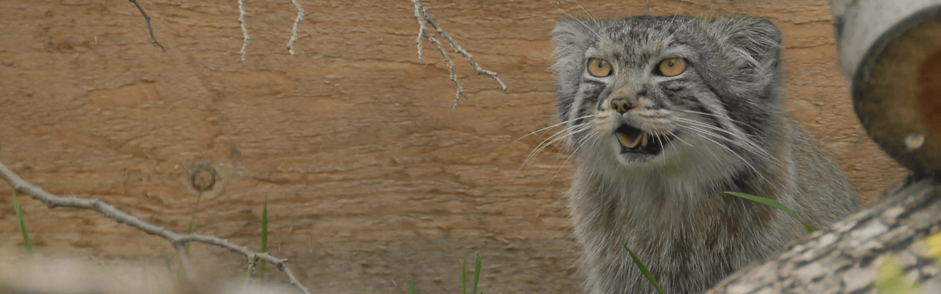 A Pallas Cat