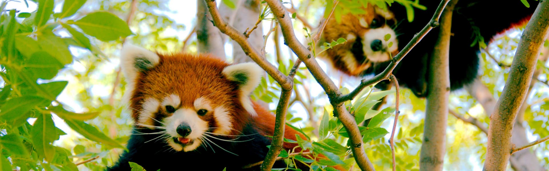 A Red Panda