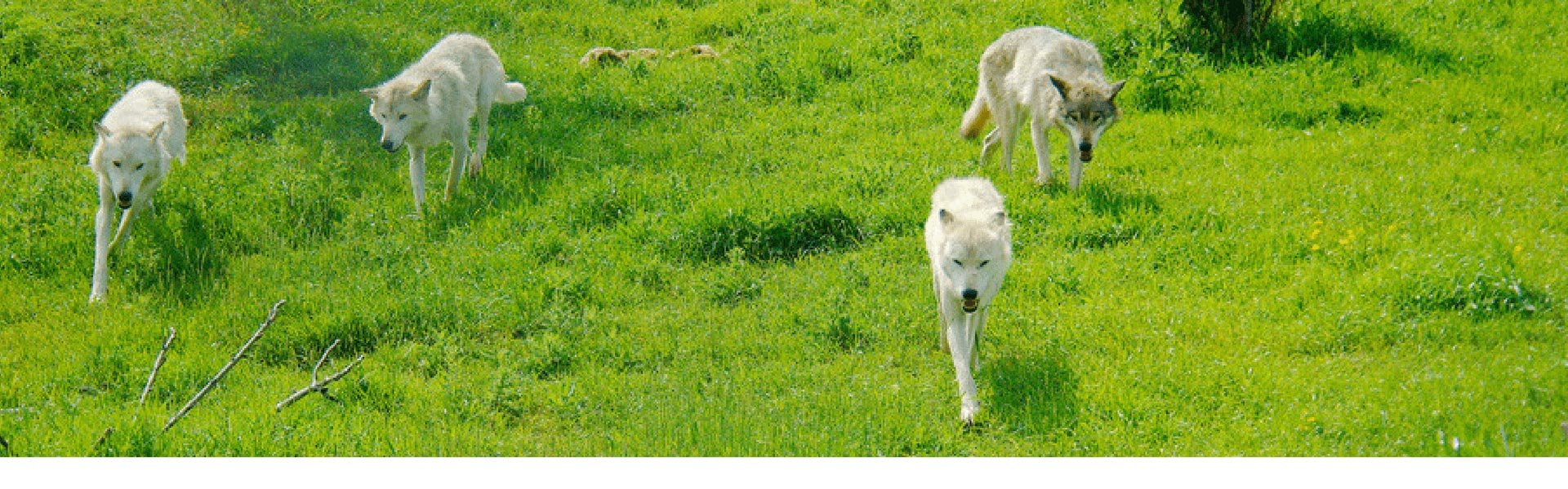 Grey Wolves walking on grass