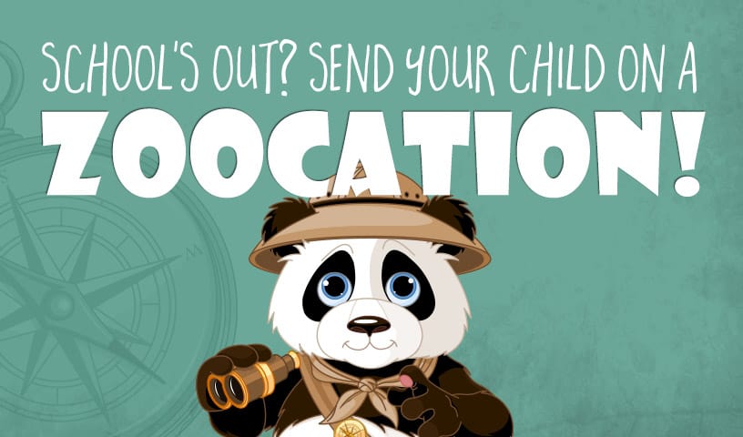 Graphic of a panda bear in a safari hat holding binoculars